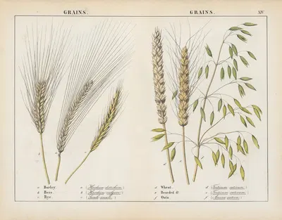 Grains by Charlotte Mary Yonge, 1858 — digital art print download