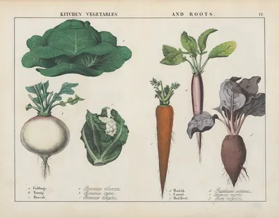 Kitchen vegetables and roots (Cabbage, Turnip, Brocoli) by Charlotte Mary Yonge, 1858 — digital art print download