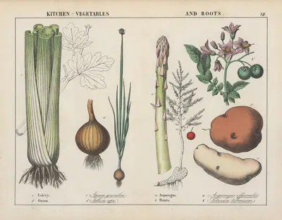 Kitchen vegetables and roots (Celery, Onion, Asparagus, Potato) by Charlotte Mary Yonge, 1858 — digital art print download