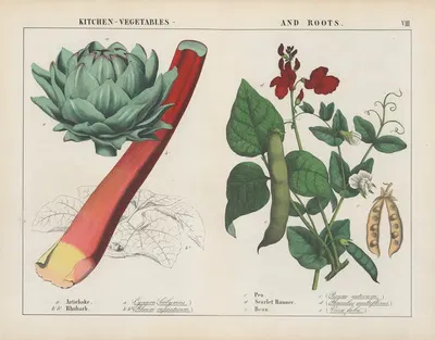 Kitchen, vegetables and roots (Artichoke, Rhubard, Pea) by Charlotte Mary Yonge, 1858 — digital art print download