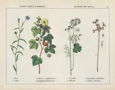 Plants useful in domestic, economy, the arts (Flax, Cotton, Coriander, Bulrush) by Charlotte Mary Yonge, 1858 — digital art…