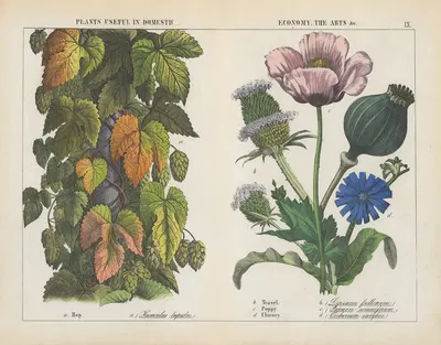 Plants useful in domestic, economy, the arts (Hop, Teasel, Poppy, Chicory) by Charlotte Mary Yonge, 1858 — digital art…