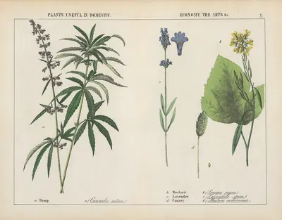 Plants useful in domestic, economy, the arts… by Charlotte Mary Yonge, 1858 — digital art print download