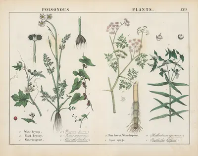 Poisonous Plants (Bryony, Waterdropwort, Caper Spurge) by Charlotte Mary Yonge, 1858 — digital art print download