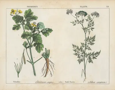 Poisonous Plants (Celandine, Fool's Parsley) by Charlotte Mary Yonge, 1858 — digital art print download