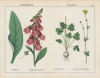 Poisonous Plants (Foxglove, Buttercup) by Charlotte Mary Yonge, 1858 — digital art print download