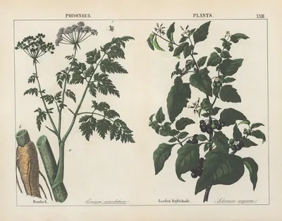 Poisonous Plants (Hemlock, Garden Nightshade) by Charlotte Mary Yonge, 1858 — digital art print download