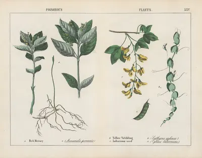 Poisonous Plants (Herb Mercury, Yellow Vetchling) by Charlotte Mary Yonge, 1858 — digital art print download