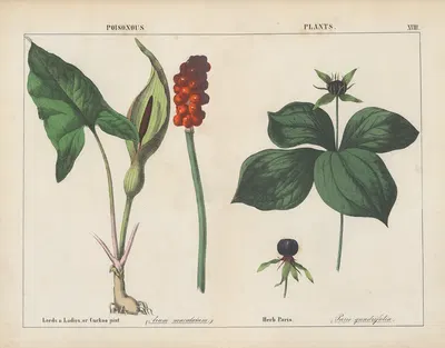 Poisonous Plants (Lords & Ladies, Herb Paris) by Charlotte Mary Yonge, 1858 — digital art print download