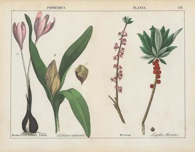 Poisonous Plants (Meadow Saffron, Mezereon) by Charlotte Mary Yonge, 1858 — digital art print download