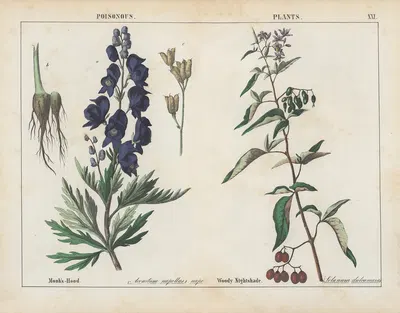 Poisonous Plants (Monk's-Hood, Woody Nightshade) by Charlotte Mary Yonge, 1858 — digital art print download