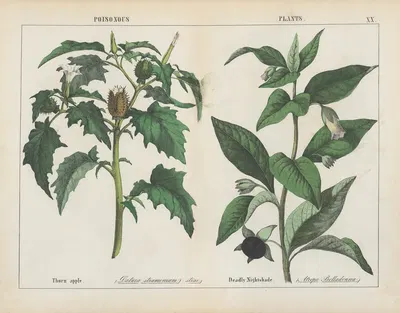 Poisonous Plants (Thorn apple, Deadly Nightshade) by Charlotte Mary Yonge, 1858 — digital art print download