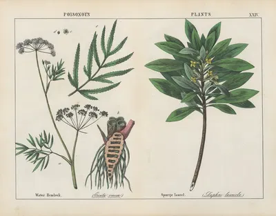 Poisonous Plants (Water Hemlock, Spurge Laurel) by Charlotte Mary Yonge, 1858 — digital art print download