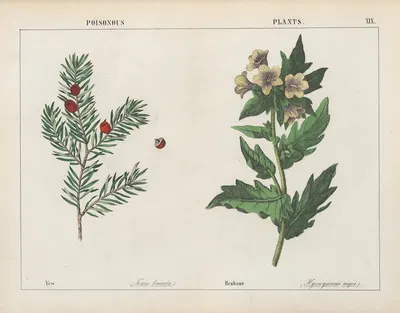 Poisonous Plants (Yew, Henbane) by Charlotte Mary Yonge, 1858 — digital art print download