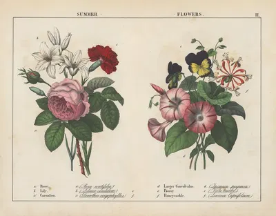 Summer Flowers by Charlotte Mary Yonge, 1858 — digital art print download