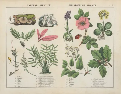 Tabular view of the vegetable kingdom by Charlotte Mary Yonge, 1858 — digital art print download