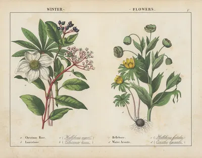 Winter Flowers by Charlotte Mary Yonge, 1858 — digital art print download