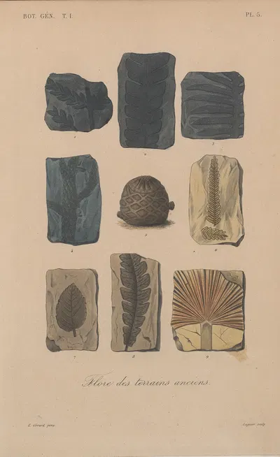 Traité de botanique générale Pl.005 by François Hérincq — digital art print download
