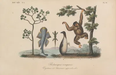Traité de botanique générale Pl.010 by François Hérincq — digital art print download