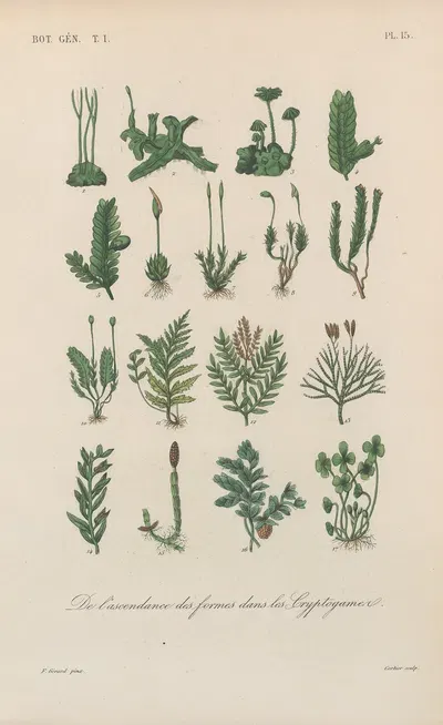 Traité de botanique générale Pl.015 by François Hérincq — digital art print download