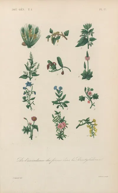Traité de botanique générale Pl.017 by François Hérincq — digital art print download
