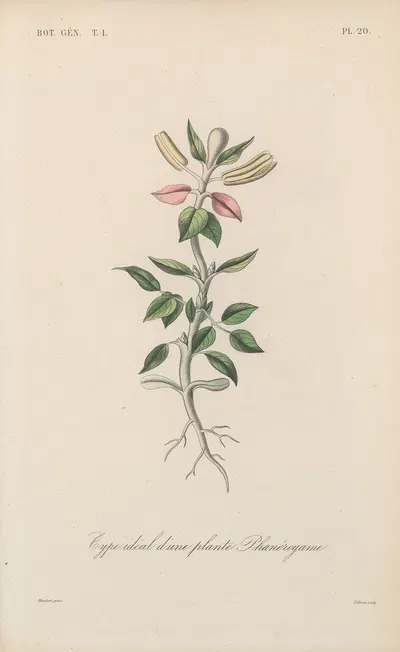 Traité de botanique générale Pl.020 by François Hérincq — digital art print download