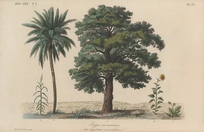 Traité de botanique générale Pl.023 by François Hérincq — digital art print download
