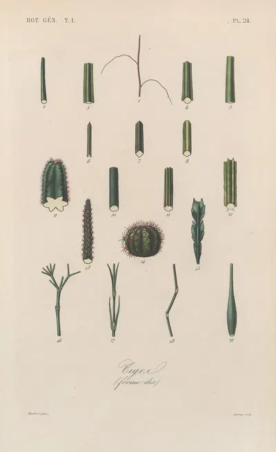 Traité de botanique générale Pl.024 by François Hérincq — digital art print download