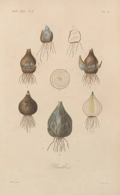 Traité de botanique générale Pl.027 by François Hérincq — digital art print download