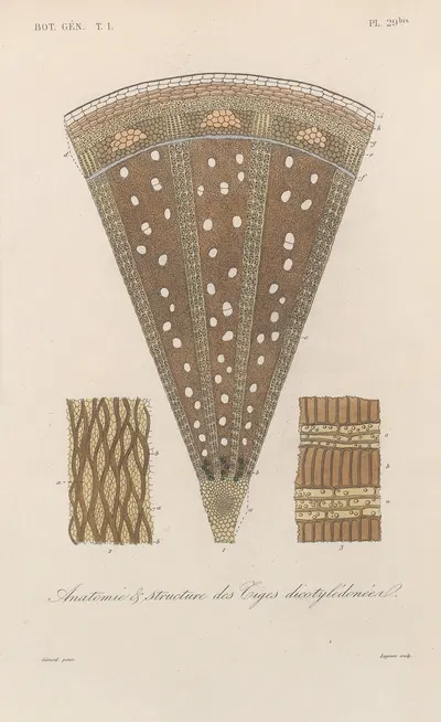 Traité de botanique générale Pl.030 by François Hérincq — digital art print download