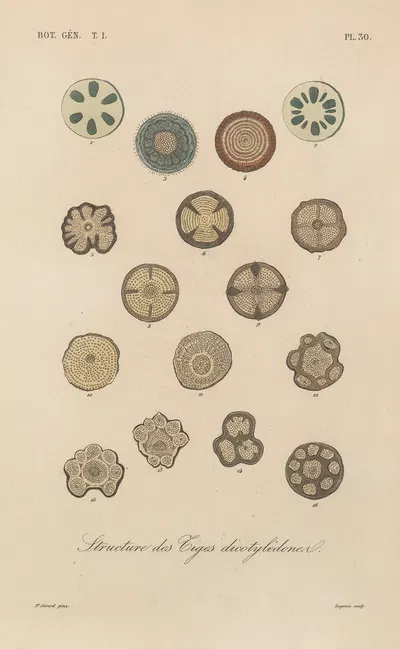 Traité de botanique générale Pl.031 by François Hérincq — digital art print download