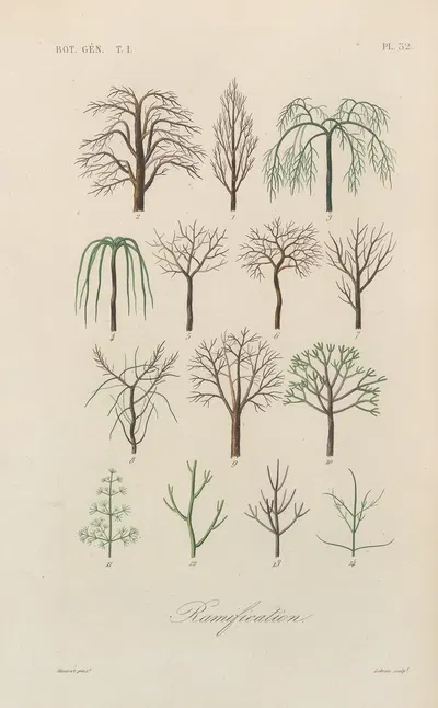 Traité de botanique générale Pl.033 by François Hérincq — digital art print download