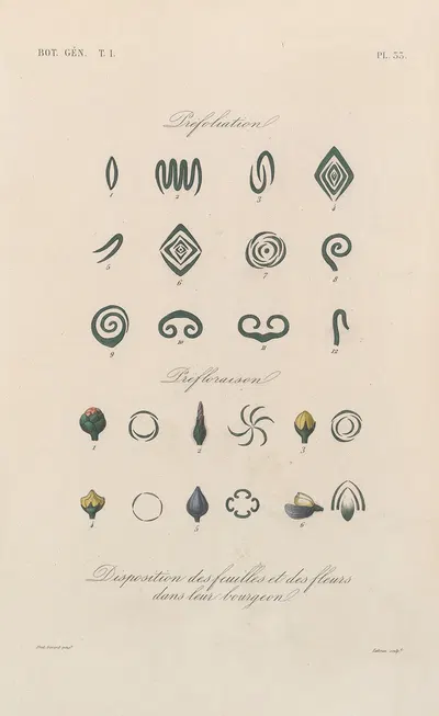 Traité de botanique générale Pl.034 by François Hérincq — digital art print download