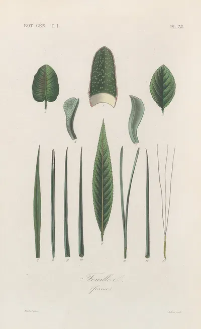 Traité de botanique générale Pl.036 by François Hérincq — digital art print download