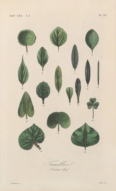 Traité de botanique générale Pl.037 by François Hérincq — digital art print download