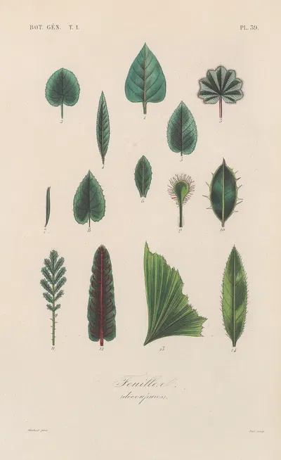 Traité de botanique générale Pl.040 by François Hérincq — digital art print download