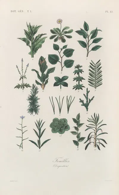 Traité de botanique générale Pl.043 by François Hérincq — digital art print download