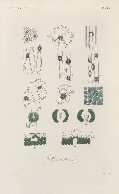 Traité de botanique générale Pl.045 by François Hérincq — digital art print download