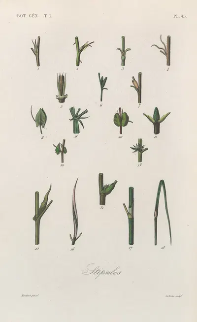 Traité de botanique générale Pl.046 by François Hérincq — digital art print download