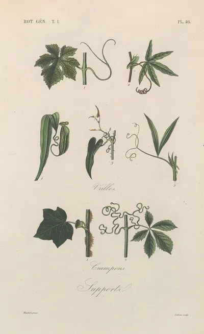 Traité de botanique générale Pl.047 by François Hérincq — digital art print download