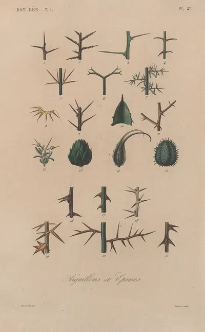 Traité de botanique générale Pl.048 by François Hérincq — digital art print download