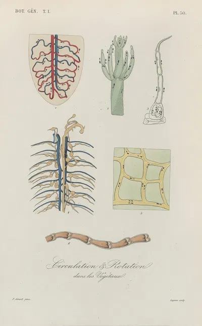 Traité de botanique générale Pl.051 by François Hérincq — digital art print download