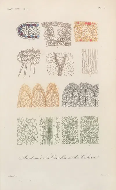 Traité de botanique générale Pl.057 by François Hérincq — digital art print download