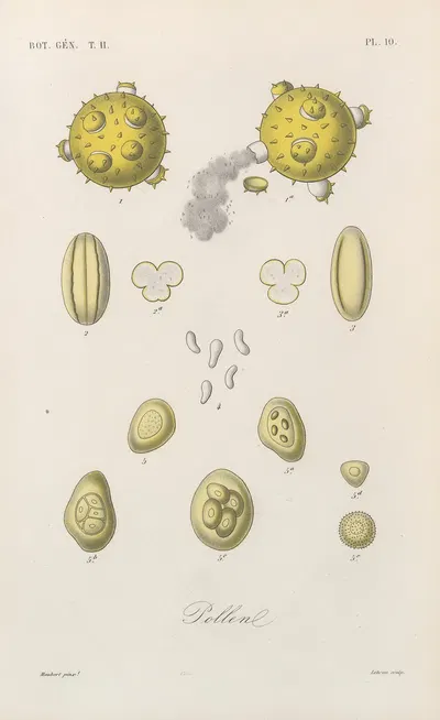 Traité de botanique générale Pl.061 by François Hérincq — digital art print download