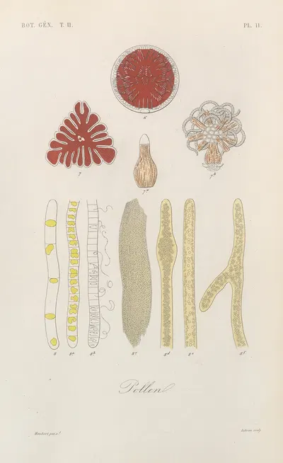 Traité de botanique générale Pl.062 by François Hérincq — digital art print download