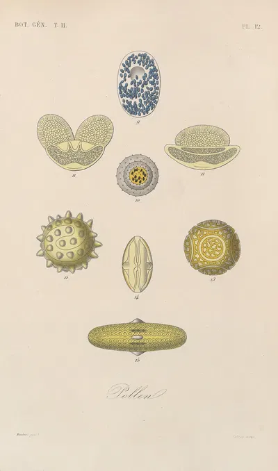 Traité de botanique générale Pl.063 by François Hérincq — digital art print download
