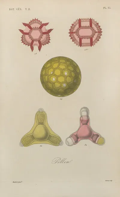 Traité de botanique générale Pl.066 by François Hérincq — digital art print download