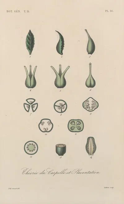 Traité de botanique générale Pl.067 by François Hérincq — digital art print download