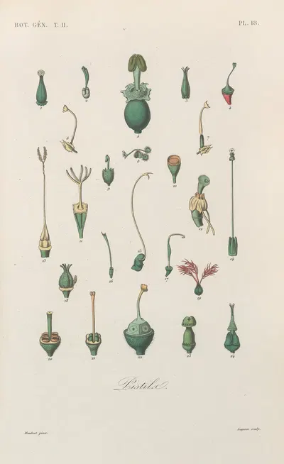 Traité de botanique générale Pl.069 by François Hérincq — digital art print download