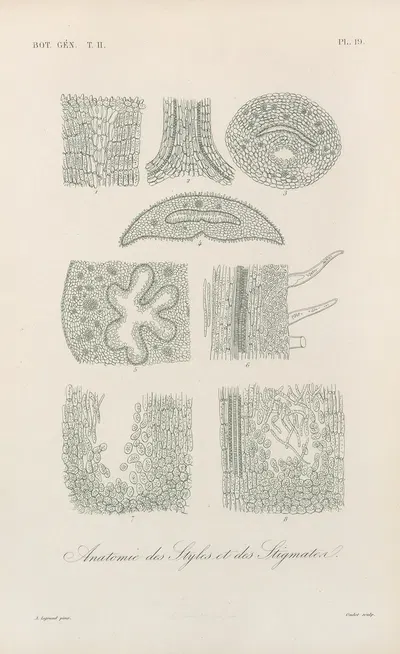 Traité de botanique générale Pl.070 by François Hérincq — digital art print download
